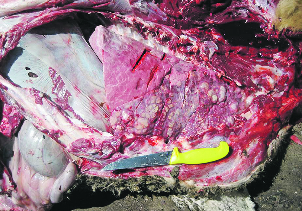 A case of Mycoplasma is found in the lungs of a bovine.  |  Dr. Murray Jelinski photo