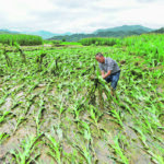 Uncertainty about the severity of the damage inflicted on China’s corn crop last year was one of the factors that made it difficult to foresee the significant increase in grain markets. | Reuters photo