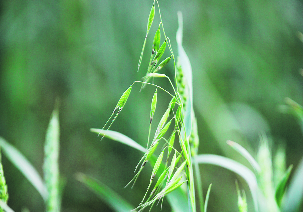 Almost 70 percent of wild oats on the Prairies display herbicide resistance, according to data from the resistant wild oat action committee. | File photo