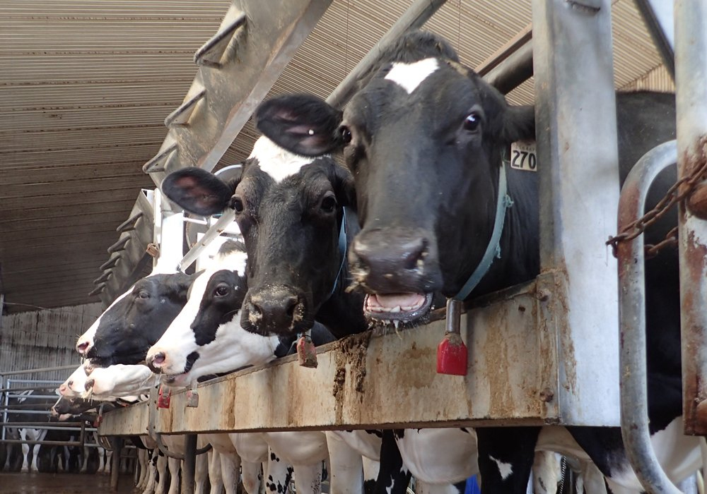 There are 10,095 dairy farms eligible for payments after losing market share through the Comprehensive and Progressive Agreement for Trans-Pacific Partnership and the Comprehensive Economic and Trade Agreement with Europe.  | File photo