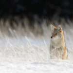 A survey of Manitoba producers says there were 11,606 livestock losses in the province, between 2015 and 2019. Of those, coyotes were responsible for about 7,210 of the total losses — of cows, calves, sheep and other livestock. | Mike Sturk photo