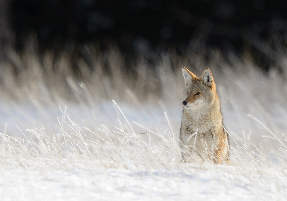 A survey of Manitoba producers says there were 11,606 livestock losses in the province, between 2015 and 2019. Of those, coyotes were responsible for about 7,210 of the total losses — of cows, calves, sheep and other livestock. | Mike Sturk photo