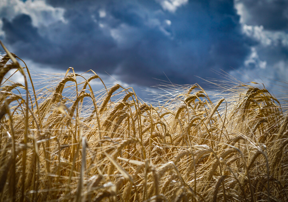 The program for the upcoming growing season was announced Feb. 23 in Regina. It includes coverage of $273 per acre, up from $224 last year. | File photo