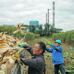 Rations comprising corn and soybeans have now become the standard in China, and that has resulted in a sizeable uptick in corn demand. | Reuters/Thomas Peter photo