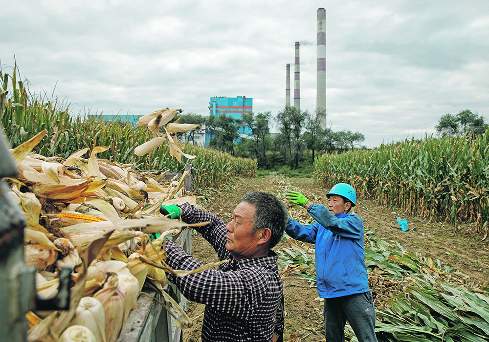 Rations comprising corn and soybeans have now become the standard in China, and that has resulted in a sizeable uptick in corn demand. | Reuters/Thomas Peter photo