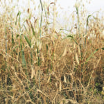 This test intercrop plot of Amarillo yellow peas and AC Oravena oats was grown at Agriculture Canada’s research centre in Swift Current, Sask., in 2019. | File photo