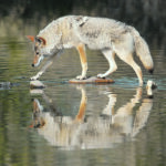 A survey has found that coyotes were responsible for 7,210 of the 11,606 livestock losses reported in Manitoba from 2015-19. | File photo
