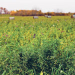 Including a legume improves palatability while adding nitrogen to the soil to help enhance the pasture. | File photo