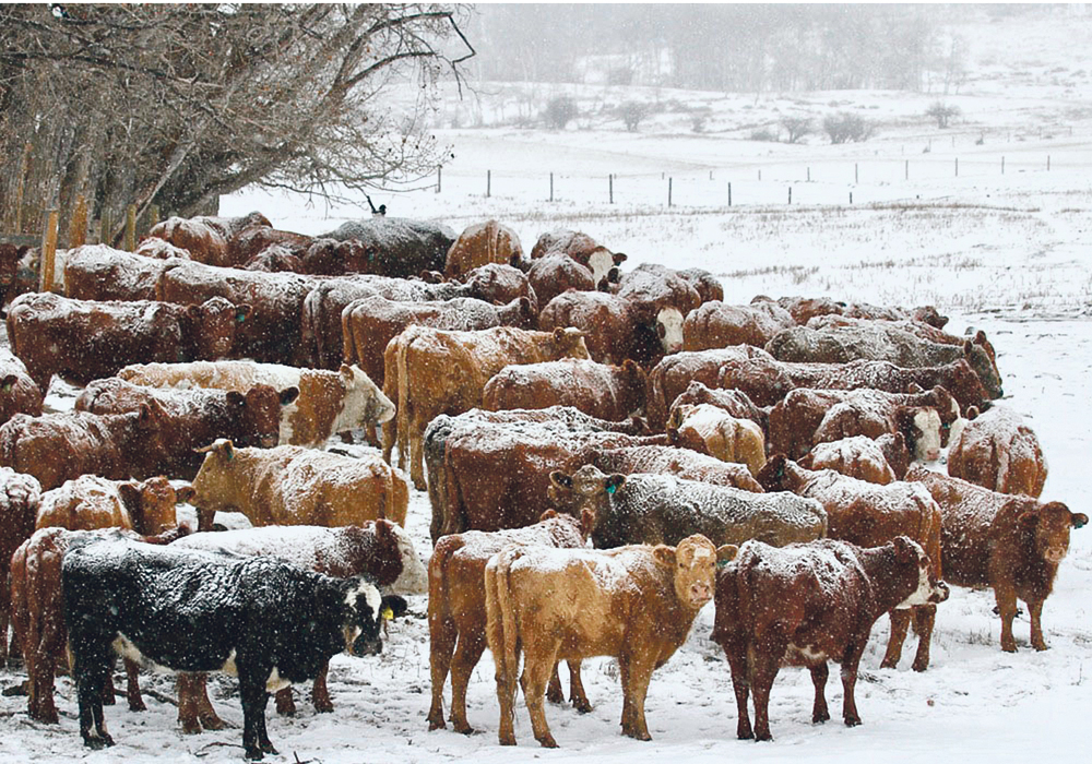 In most cases, the most common way of introducing a new infection into a herd is through the purchase of animals. | Mike Sturk photo