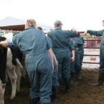 The Saskatchewan Cattlemen’s Association commits $18,000 of check-off money each year to help subsidize summer job wages for up to six third-year WCVM students at rural practices. | File photo