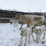 The freemartin heifer is a result of shared exposure of hormones in the uterus. | File photo
