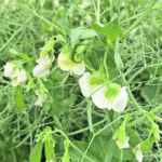Roquette Canada originally thought 30 percent of the peas for its new plant would come from Manitoba and the rest from Saskatchewan, but it now looks like Manitoba producers will supply 70 percent of the processor’s needs. | File photo