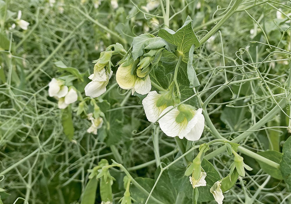 Roquette Canada originally thought 30 percent of the peas for its new plant would come from Manitoba and the rest from Saskatchewan, but it now looks like Manitoba producers will supply 70 percent of the processor’s needs.  | File photo
