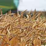 The settlement was reached after the farming operation conceded to making unauthorized advertisements and illegal sales of PBR-protected wheat and barley varieties that were licensed to Alliance Seeds, SeCan and one other seed distribution company operating in Western Canada. | File photo