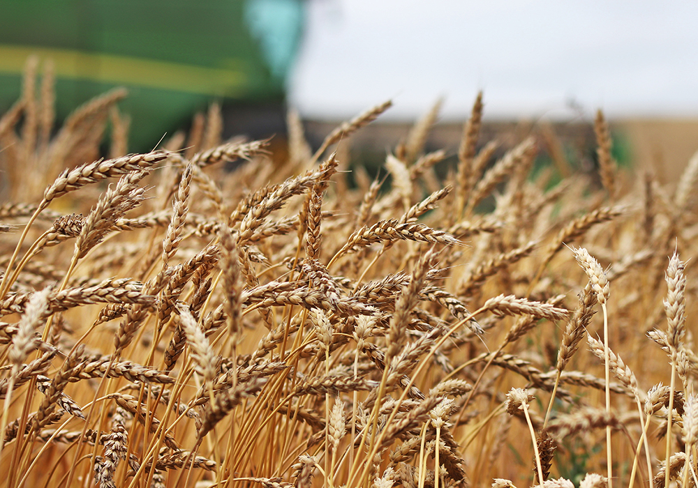 The settlement was reached after the farming operation conceded to making unauthorized advertisements and illegal sales of PBR-protected wheat and barley varieties that were licensed to Alliance Seeds, SeCan and one other seed distribution company operating in Western Canada. | File photo