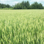 Lines developed at the University of Saskatchewan’s Crop Development Centre include three new high-yielding Canadian Western red spring wheat lines. | File photo
