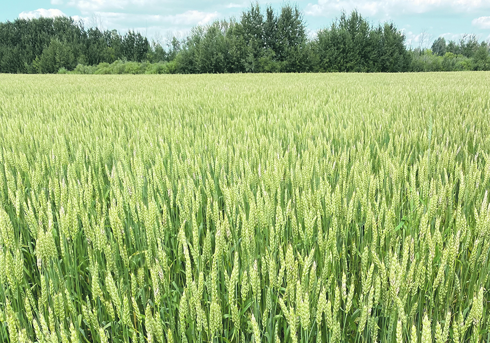 Lines developed at the University of Saskatchewan’s Crop Development Centre include three new high-yielding Canadian Western red spring wheat lines.  |  File photo