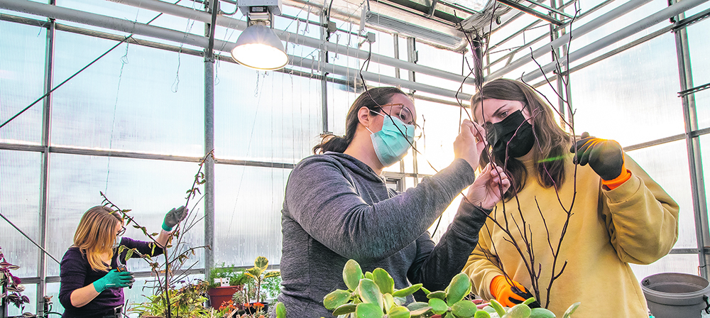 Horticulture Instructor Jennifer Wasko teaches Madeline Kennedy of Saskatoon how to propagate an Elderwood in Assiniboine Community College’s greenhouse at the North Hill Campus while Leanne Plews works on her project in the background.  | Sandy Black photo