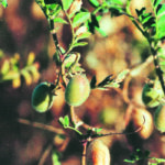 Chickpea prices are projected to increase as supplies come down, but other crops are expected to steal acres this spring. | File photo