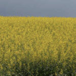 In a 2008 study by Harker et al. (Weed Technology 22-747-749), waiting to control weeds at the 6 to 7 leaf stage could cost seven bushels per acre in yield loss. With canola prices currently hovering around $15, that’s a $105 per acre loss.