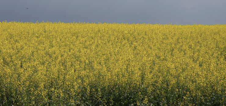 In a 2008 study by Harker et al. (Weed Technology 22-747-749), waiting to control weeds at the 6 to 7 leaf stage could cost seven bushels per acre in yield loss. With canola prices currently hovering around $15, that’s a $105 per acre loss.
