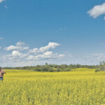 Corteva has worked with its seed partners to bridge some gaps in hybrid performance and now has Clearfield hybrids with more flexible agronomic traits such as resistance to blackleg and clubroot, as well as HarvestMax, a maximum yield management trait that provides growers with the flexibility to swath, delay swath or straight cut. PHOTO SUPPLIED BY VITERRA