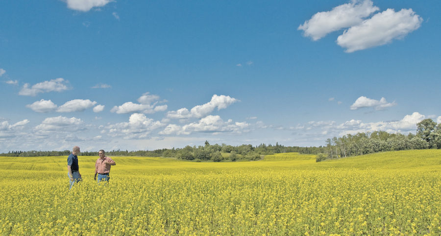 Corteva has worked with its seed partners to bridge some gaps in hybrid performance and now has Clearfield hybrids with more flexible agronomic traits such as resistance to blackleg and clubroot, as well as HarvestMax, a maximum yield management trait that provides growers with the flexibility to swath, delay swath or straight cut. PHOTO SUPPLIED BY VITERRA 
