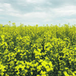 The Canola Council of Canada has developed online calculators that can be used to calculate seeding rates, target plant densities and harvest losses. | File photo