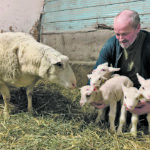 Heinrich Stamm welcomed quintuplet lambs to his farm near Ponoka, Alta., last month. | Morena Stamm photo