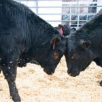 Good records will show which bulls worked out and which didn’t in a given year. | File photo