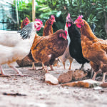 Growing one’s own food during times of uncertainty is a way to exert control and it seems as though Canadians are eager to plant gardens and tend chickens as a way to achieve this. | Getty Images