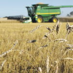 During a recent Seed Talk Series event hosted by the Saskatchewan Seed Growers Association, seed analysts from Manitoba, Saskatchewan and Alberta said the pedigreed seed crop came off in good shape last fall. | File photo