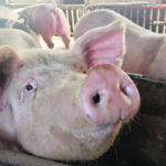 Corn’s share of the hog industry’s feed ration has increased to 75 percent since African swine fever devastated China’s hog herd. | Reuters/Dominique Patton photo