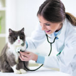 The Canadian Animal Health Institute has found an increase in veterinary help sought by cat owners. | Getty Images