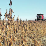 A meta-analysis comparing nearly 2,000 soybean meal samples from origins around the world has shown that indeed, not all soybeans are created equal. | File photo