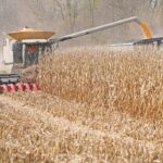 The new crop corn December futures contract was trading at an 89 cent per bushel discount to the old crop July contract on Feb. 1. That is the second largest inverse in the last 40 years. | Reuters photo