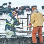 Marcus pitches out chunks of ice as his father, Ian Mason, chops ice on the watering trough. | Mike Sturk photo