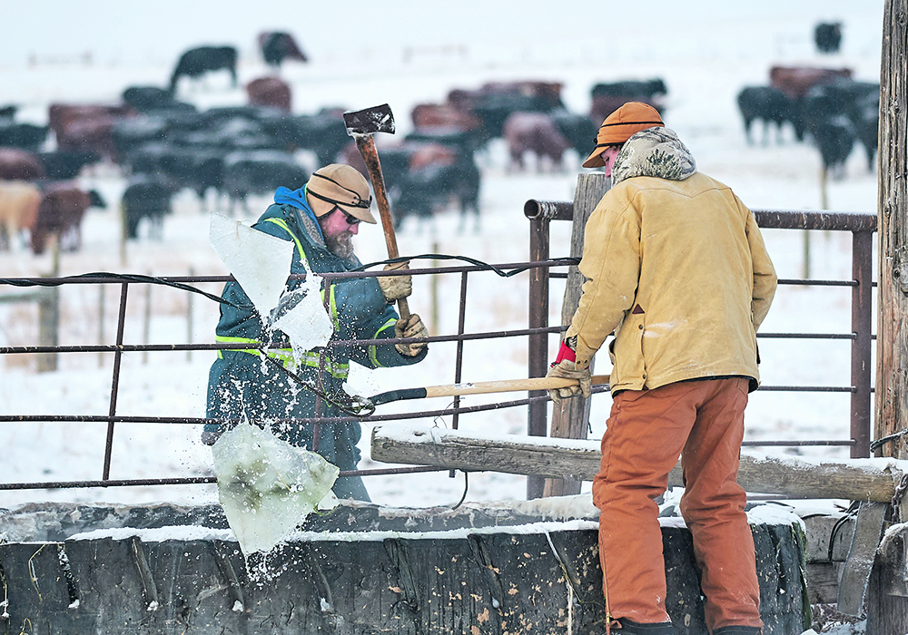 Marcus pitches out chunks of ice as his father, Ian Mason, chops ice on the watering trough. | Mike Sturk photo