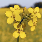 While much is already known about canola genetics, this project aimed to sequence the genomes of several varieties at once. This allows them to be looked at side-by-side to compare where they are different. | File photo