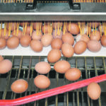 The egg industry says it has been able to navigate massive domestic market swings caused by the pandemic. | File photo