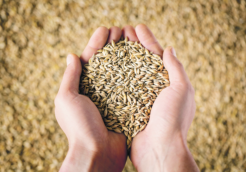 Favourable harvest conditions contributed to a high-quality seed crop over much of the Prairies last fall. | Getty Images