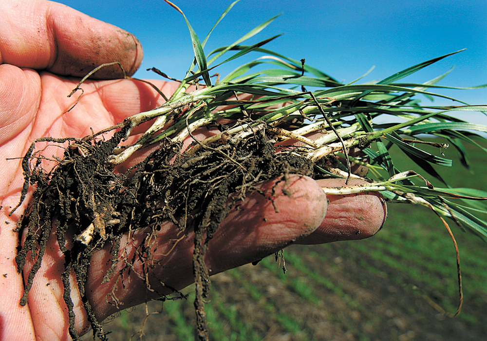 Researchers at the University of Ottawa have now discovered that plants may actually control the genetics of useful root fungi. | File photo
