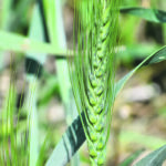 According to anecdotal reports, bacterial leaf streak is becoming more common, both in irrigated areas of southern Alberta and in dryland production areas of the eastern Prairies. | File photo