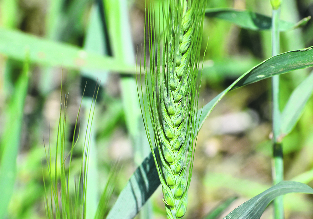 According to anecdotal reports, bacterial leaf streak is becoming more common, both in irrigated areas of southern Alberta and in dryland production areas of the eastern Prairies. | File photo