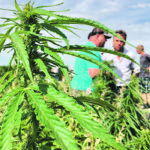 Canada’s hemp industry is now focused on the top part of the plant, the flower, leaves and other tissue, which contains CBD. | File photo