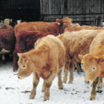It’s calculated that prices for feeder cattle sold by cow-calf producers fell 2.8 percent from 2019 because of reduced market demand from processors. | Jeannette Greaves photo