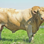 Bulls have an easier time of it with the new generation of semen collectors. | File photo