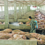 New variants of the African swine fever virus are causing a second wave of disease this winter in China. | Reuters photo