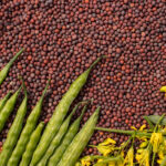 Commonly used in seed form as a cooking spice, black mustard (Brassica nigra) is grown on the Indian sub-continent and is closely related to mustard and canola grown in Canada. | Getty Images