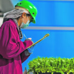 GoodLeaf Farms’ two new facilities will produce baby greens, including arugula, kale and spinach, and various micro-greens such as spicy mustard, radish and an Asian blend. One of the facilities will be built east of Ontario and the other in either British Columbia or Alberta. | GoodLeaf Farms photo
